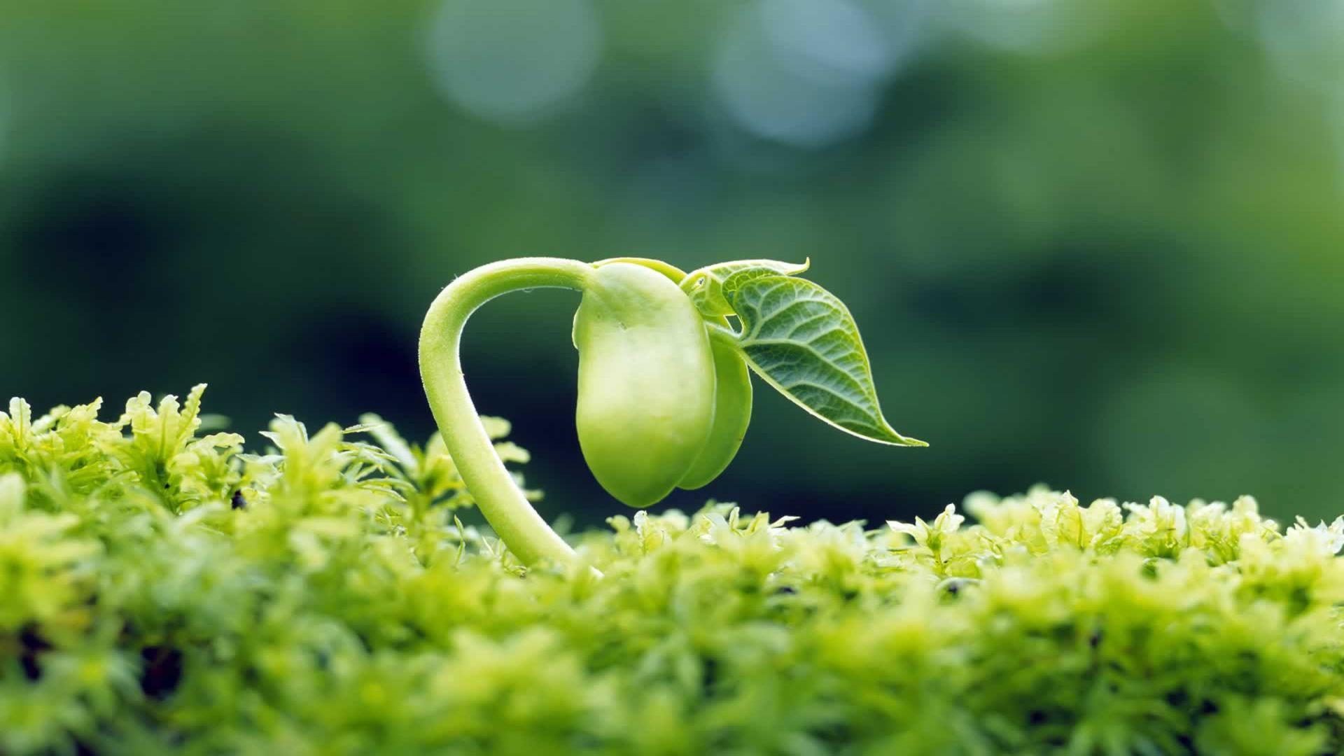 sprouting-seed-micro-photography-hd-wallpaper-spring-nature-stock-photo.jpg